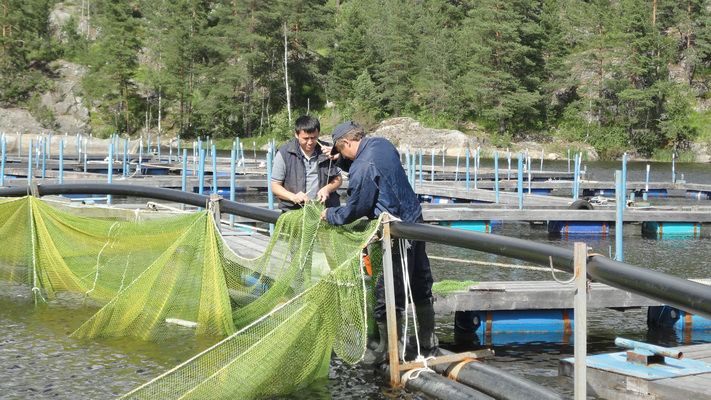 Защитная сетка