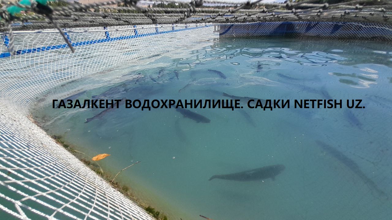 Хоҷагии форел